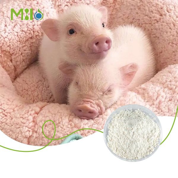 Dicalcium Phosphate Powder