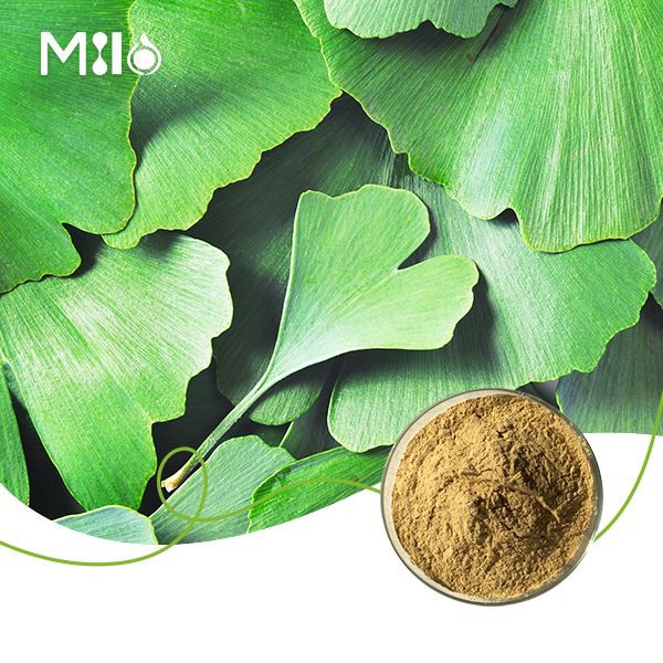 은행나무 빌로바 추출물 분말